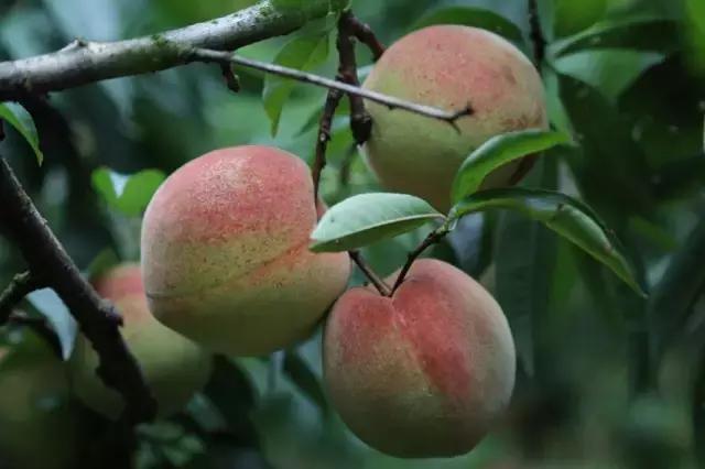 桃桃买房教程免费视频，桃买买消费额度取现