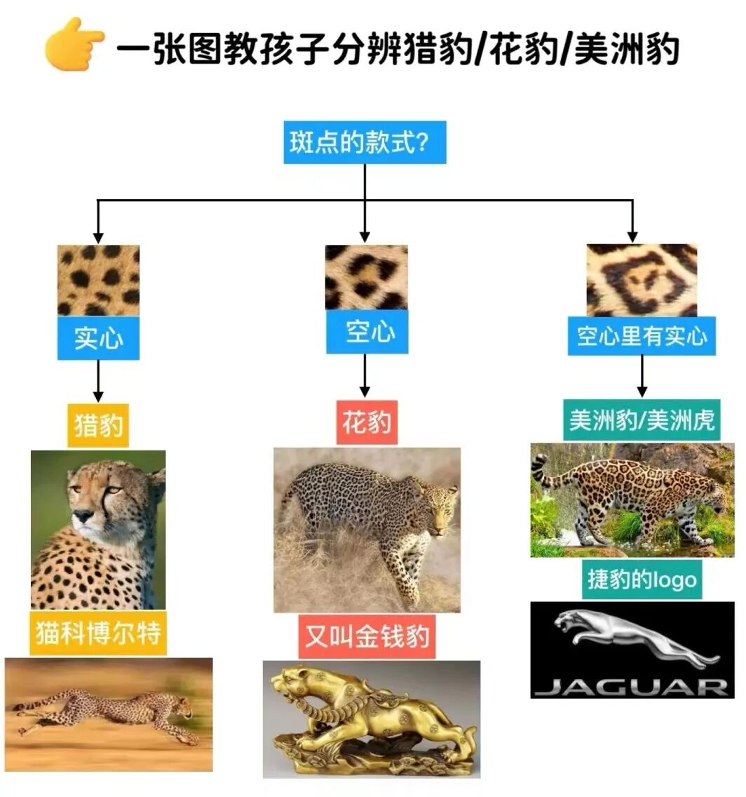 介绍豹子（豹子在动物世界排名第几）