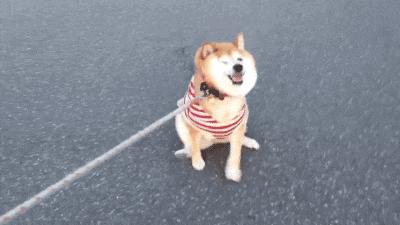 世界上最牛柴犬（柴犬在世界排行榜中排行第几位?）