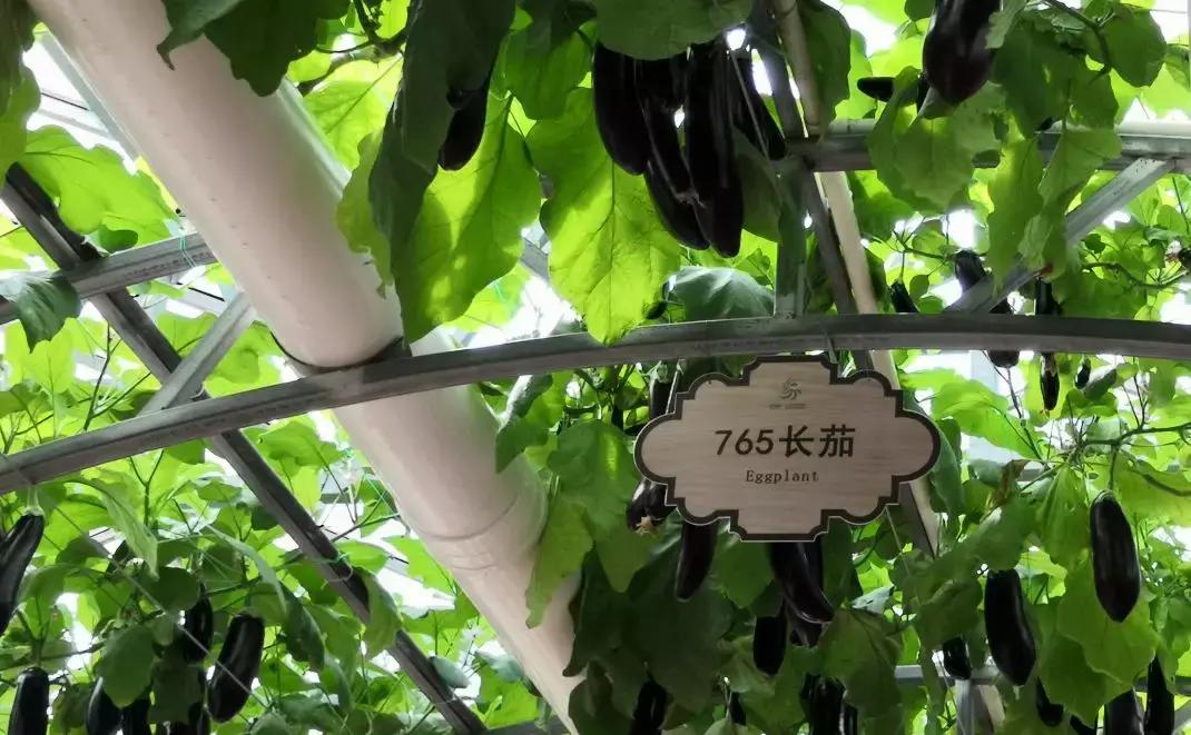 健身增肌吃什么好健身增肌十大排名蔬菜有哪些