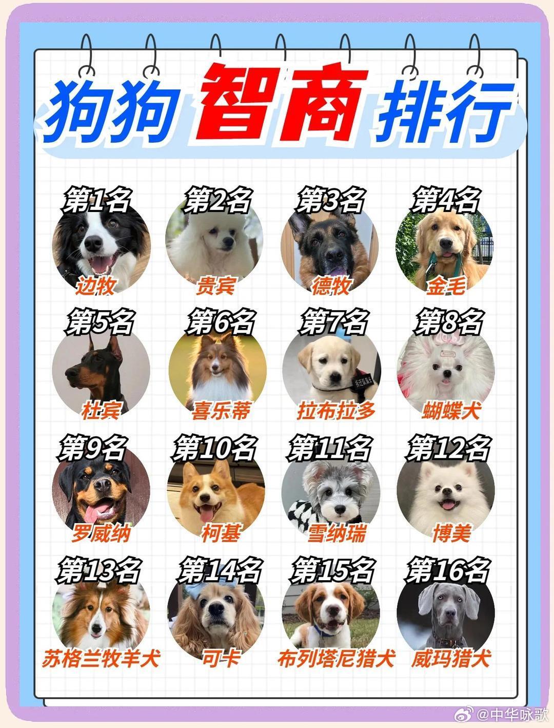 世界上短腿的狗排名前十,宠物狗排名 短腿狗狗有哪些