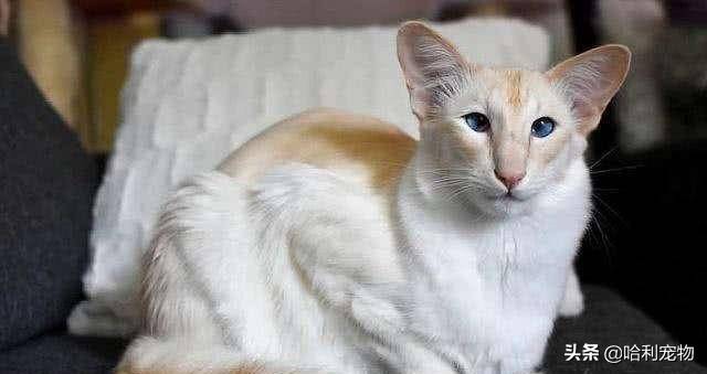 什么猫咪最聪明?(最聪明的猫排名)