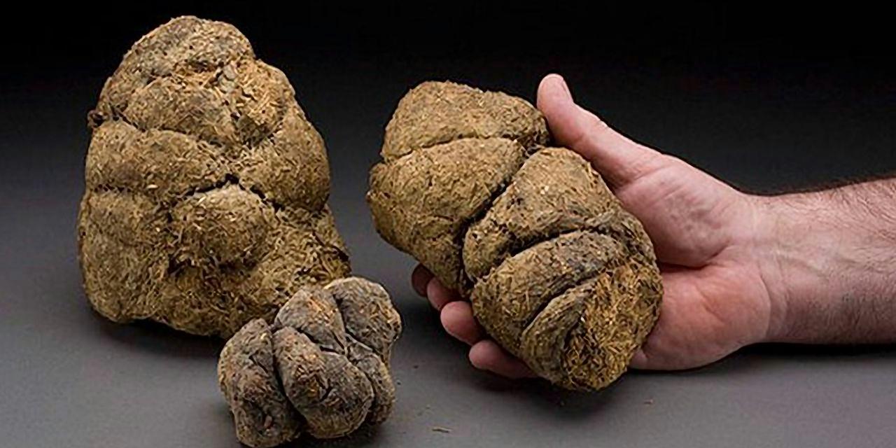 世界上最 的屎世界上拉屎最长的人是谁