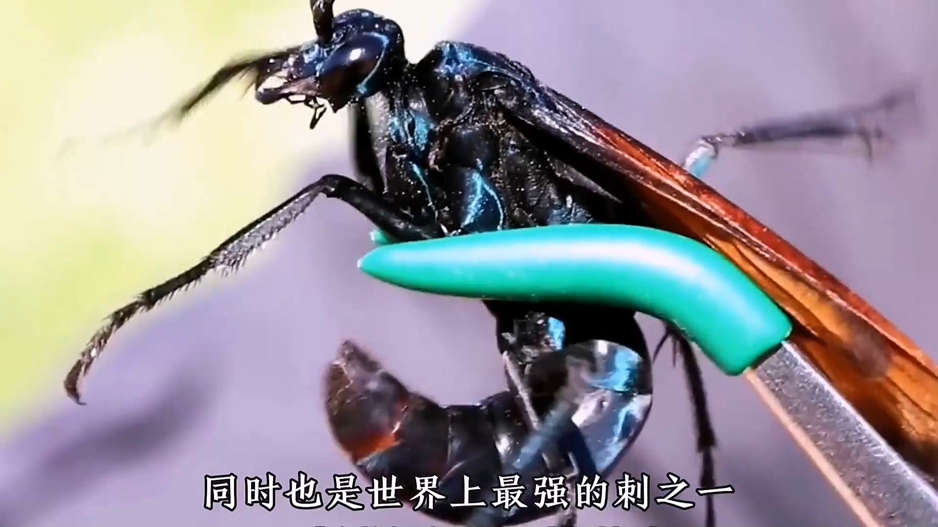 世界十大毒蜂（世界上最残忍的人）