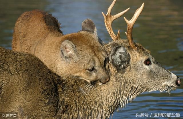世界十大最厉害陆地猛兽排行 陆地最凶猛动物盘点 狮子未入前三（世界排名前十的狮子）