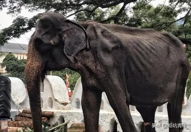 世界上上最狠心的动物（世界上最狠心的蛇）