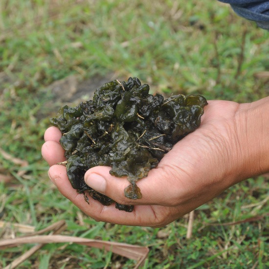 人参十大排名品种（人参排行榜）