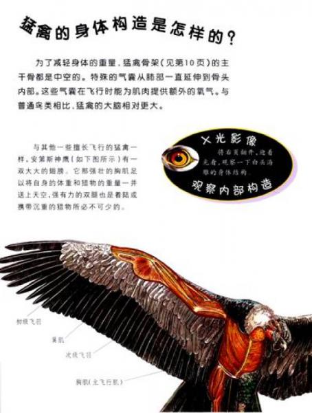 世界上最致命的猛禽排名（世界最强猛禽）