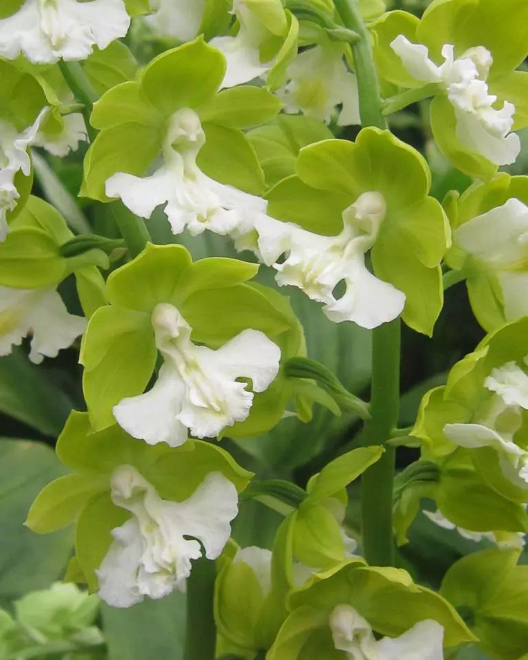 《中邪》中出现了哪些农村民俗？世界上最邪乎的花朵图片