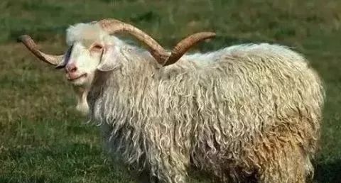 世界上最亲的羊羊的象征意义