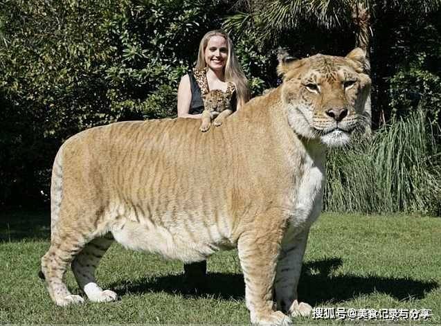 世界狮虎家族排名前十,狮子与老虎到底谁更凶猛？