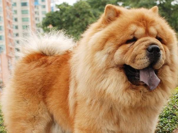 世界上最值钱的狗子,世界上最贵的十只狗