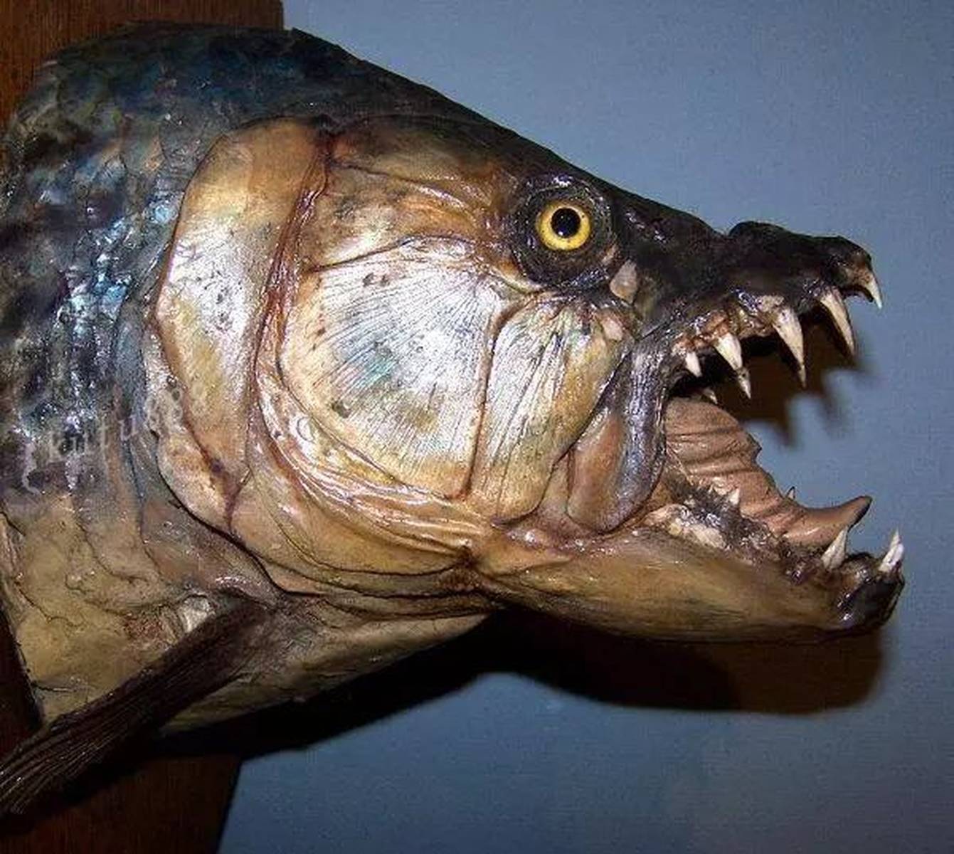 求一部海怪的老电影.世界上最危险的鱼是什么