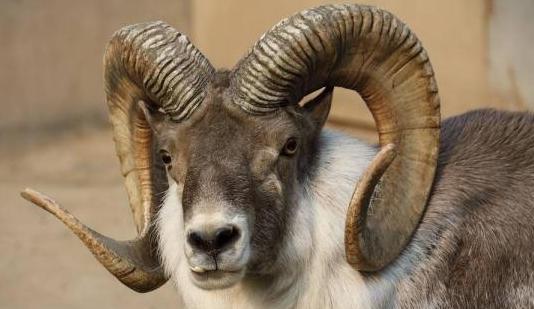 世界上“最憋屈”的动物，即便避开了所有天敌，仍会死在自己手中吗？最憋屈的动物