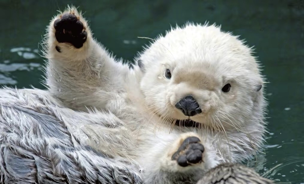 奔腾舞蹈鉴赏，奔腾舞蹈领舞十大排名