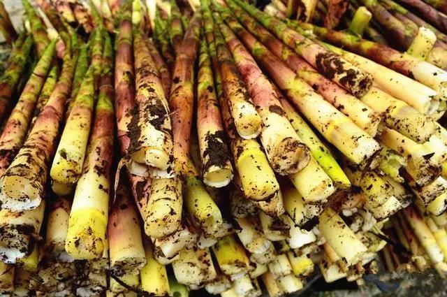 江湖黑话最日常用语（中国最出名的尼姑）