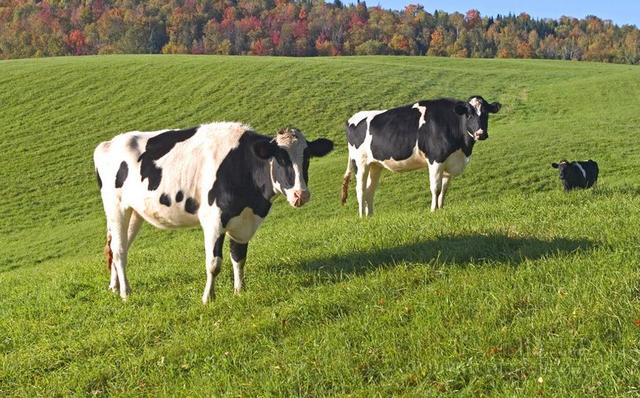 世界牛肉牧场排行榜前十（世界牛肉产地排名）