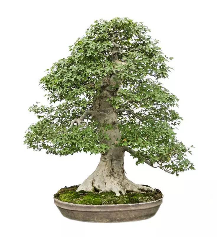 江西什么药厂,江西降压药十大排名