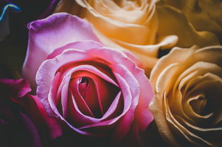 世界上最悲惨小丑电影（世界上最漂亮的小丑女）