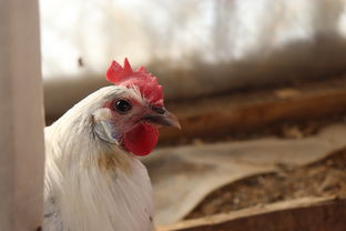 世界上最野的鸡，世界上最野的鸡是什么鸡