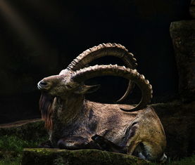 世界上最牛伪画家，世界上最牛的画家