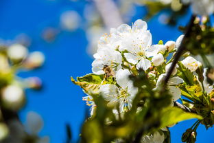 绿花工具十大排名，正宗绿花