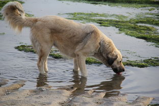世界上哪个狗狗最凶猛的，世界上哪个狗狗最凶猛