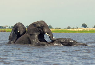 中国大象第一人，中国最牛的大象