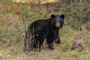 世界上最好视力的人视力有多高?,世界上视力最牛的人