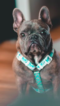 中国最凶猛狗狗图片,中国最凶猛狗狗图片高清