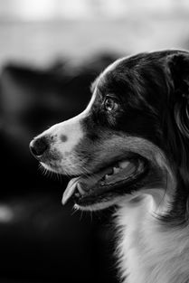 中国最凶猛狗狗图片,中国最凶猛狗狗图片高清