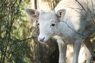 世界上最沙雕鹿，最沙雕的鹿