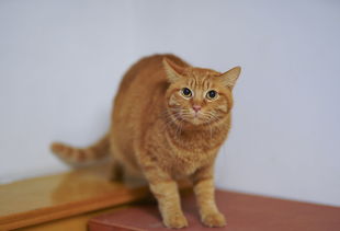 智商低的猫有哪些品种，智商最低的猫咪十大排名