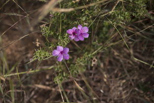 最贵的菊花是什么品种，世界上最值钱的菊花