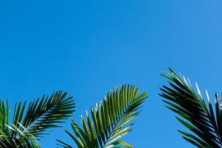 中国最顶尖松树，中国 松树