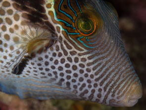 世界上最暖的海洋，世界上最暖的鱼