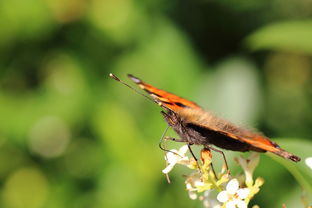 复眼昆虫十大排名，哪些昆虫都具有复眼?复眼对它们来说都有哪些好处?