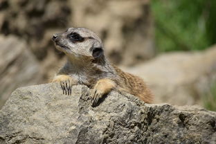 世界各国养小奶猫排名前十，世界各国养小奶猫排名前十名