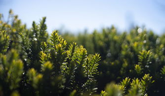 世界上最纯净的植物是什么，世界上最纯净的植物