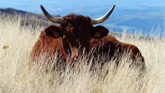 中国最牛药材商人，中国最牛药材商人排名