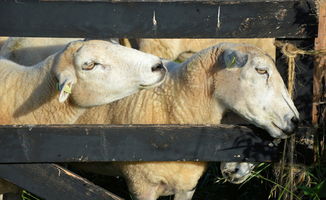 中国你最牛，中国最牛回答