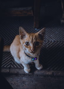 世界上最秘密的东西，世界上最秘密的宠物