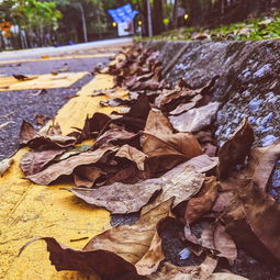 世界上黑色物种排名前十，黑色的物种