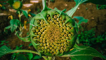 全世界奇石排名前十，世界奇石图片欣赏