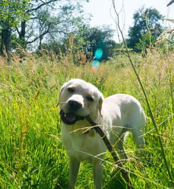 世界上最黑心的小猪，最黑的猪是什么猪