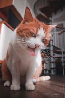 世界上最搞笑小胖图片视频，世界上最搞笑小胖图片