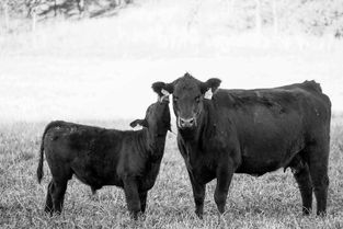 世界上最牛b的英雄,世界上最牛英雄排名