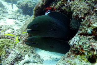 世界上最奇异的海洋生物,世界上最奇异的海水鱼类