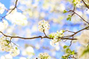 世界上最纯洁的樱花图片，世界上最纯洁的樱花