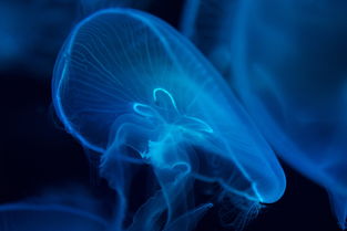 世界上最真实的射灯图片，世界上最真实的射灯